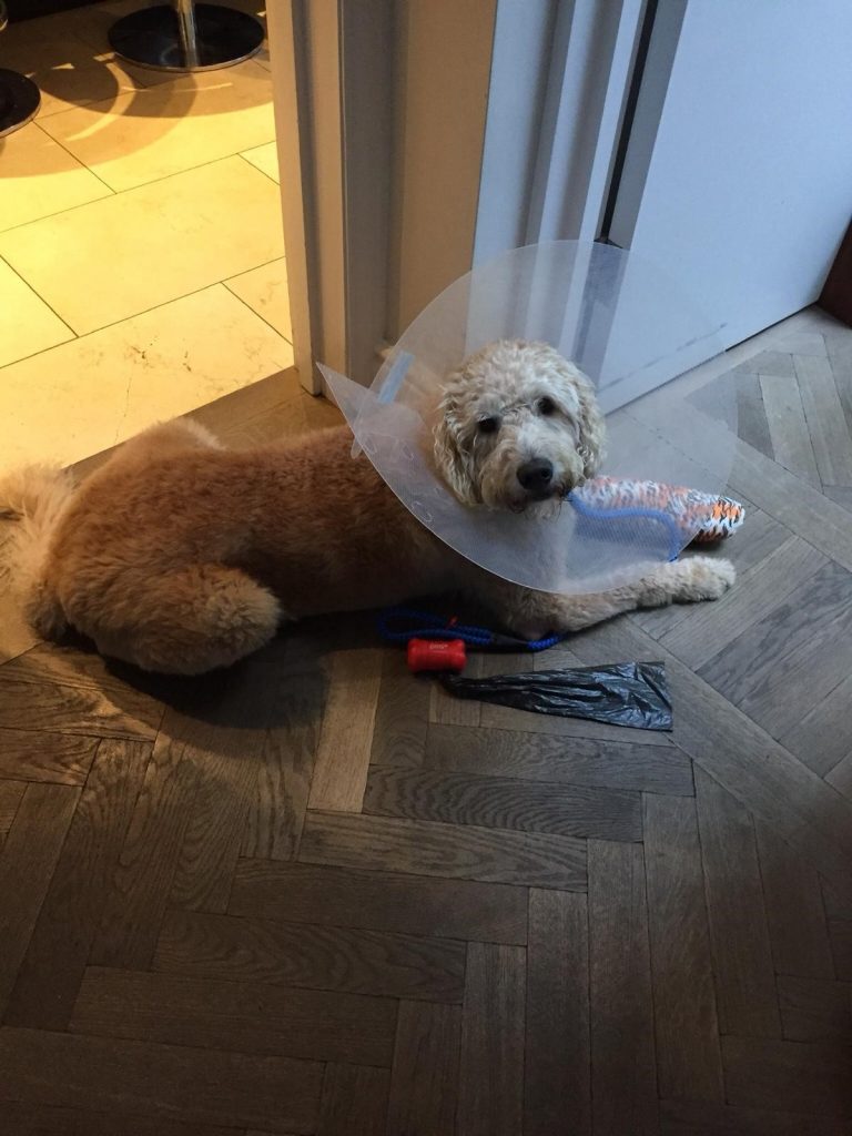 ‘My insurer won’t pay my £5k vet bill because my dog was