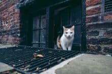 Lower-income pet owners fear pet theft the most